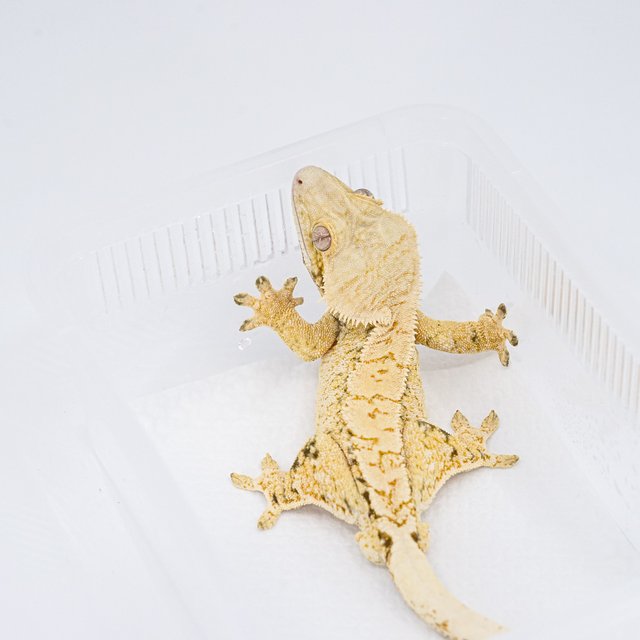 트라이 익스트림할리퀸