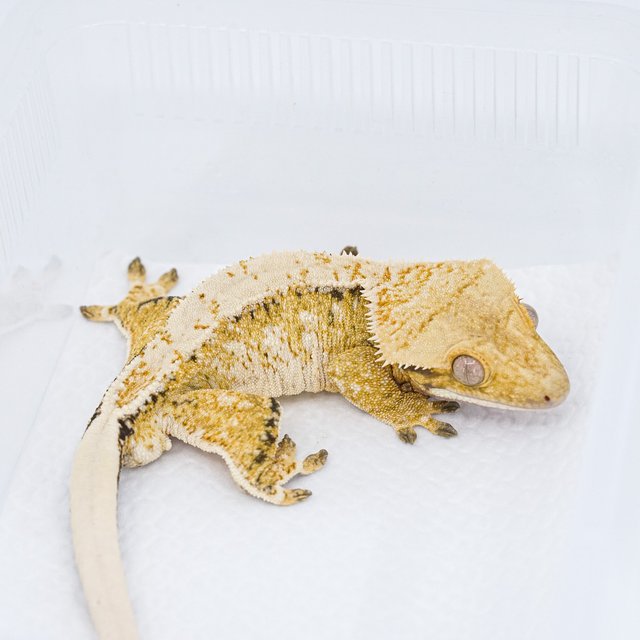 트라이 익스트림할리퀸