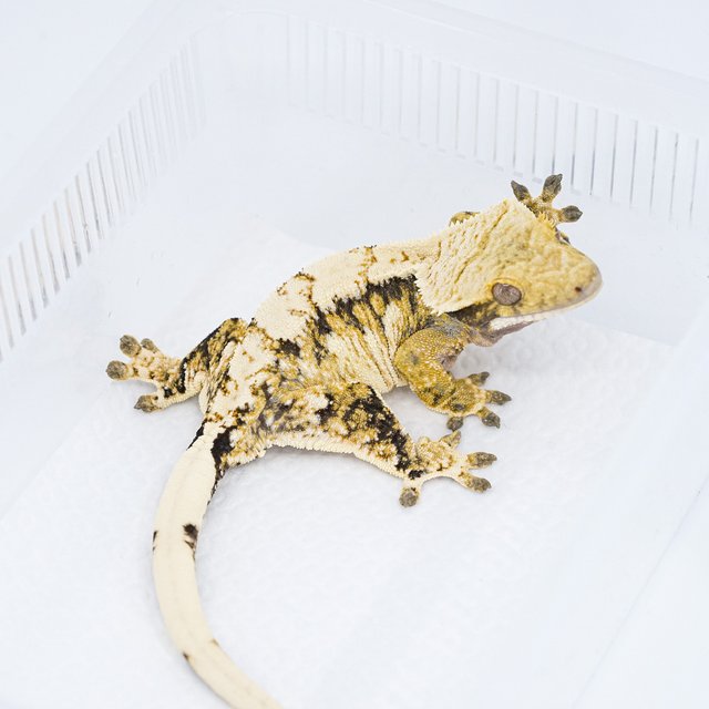 트라이 익스트림할리퀸