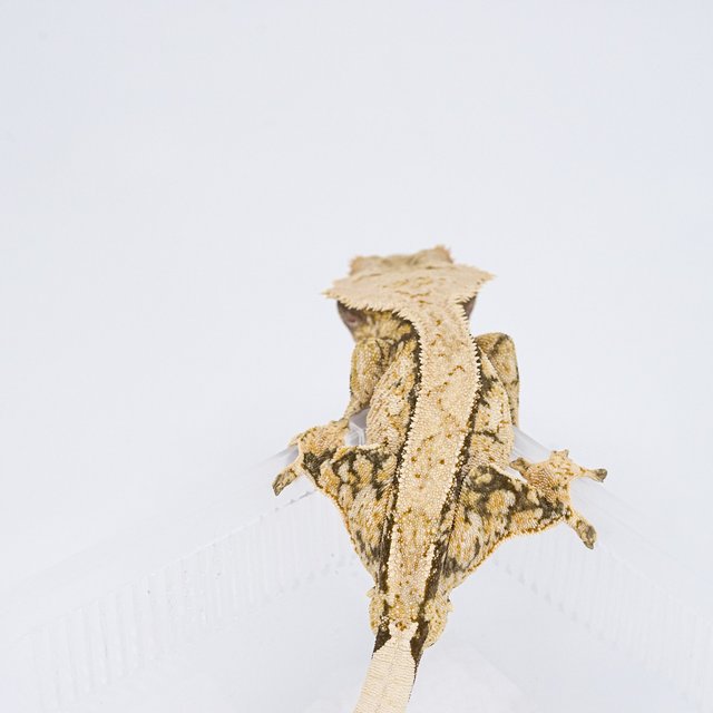 쿼드 핀스트라이프