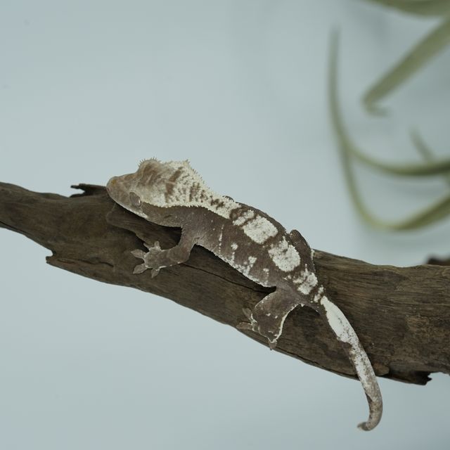 아잔틱