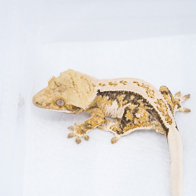 쿼드 핀스트라이프