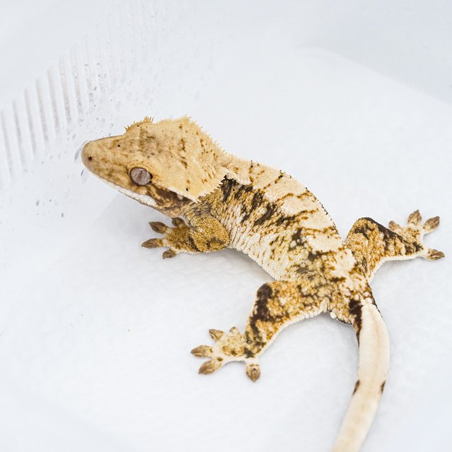 트라이 익스트림할리퀸