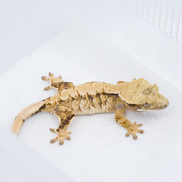 트라이 익스트림할리퀸