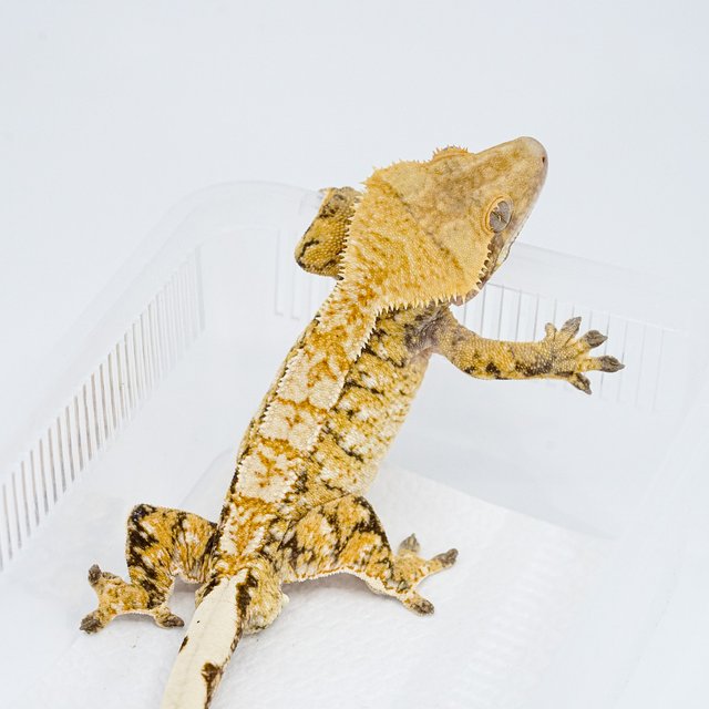 트라이 익스트림할리퀸