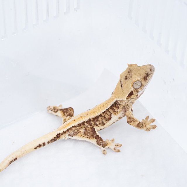 릴리100%헷아잔틱