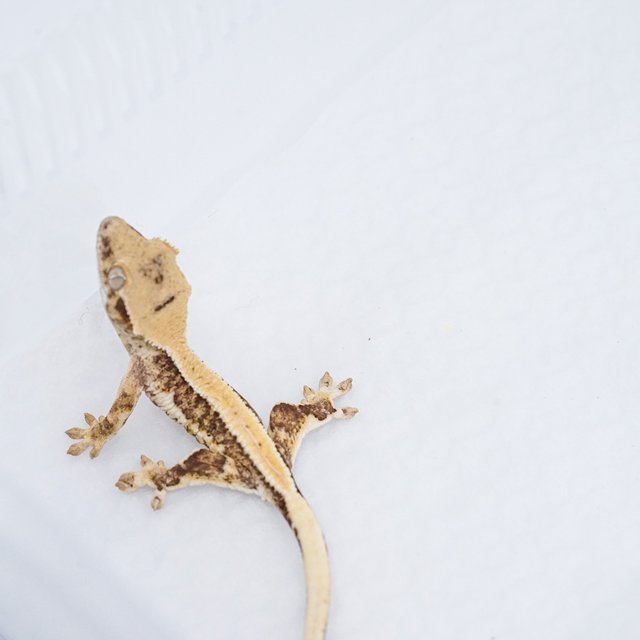 릴리100%헷아잔틱