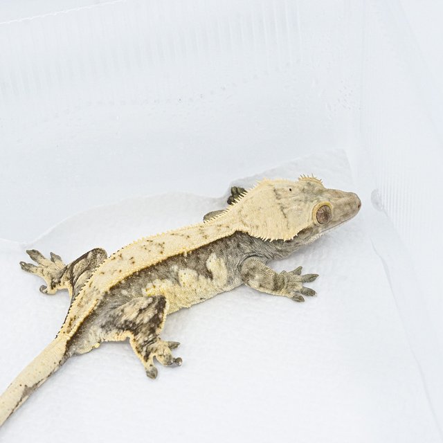 쿼드 핀스트라이프