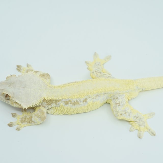 크림 릴리화이트