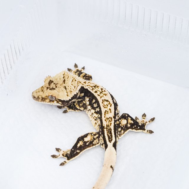 쿼드 핀스트라이프