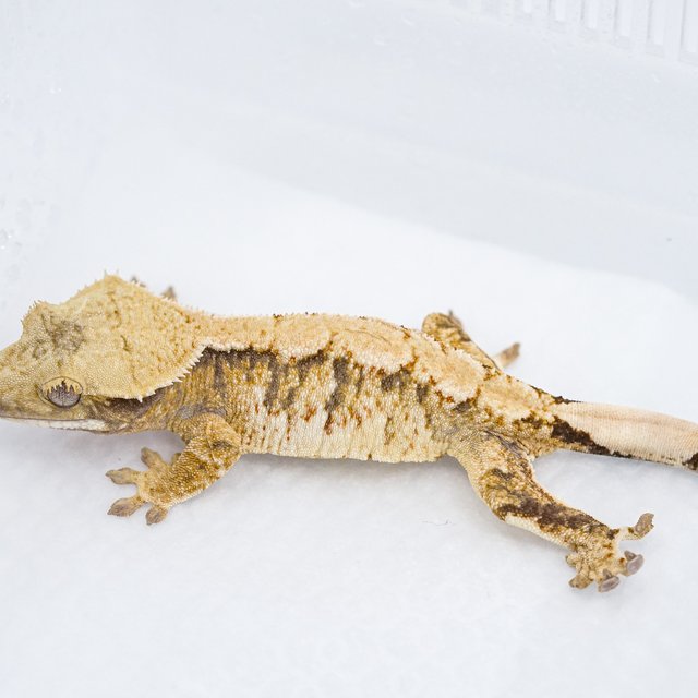 트라이 익스트림할리퀸