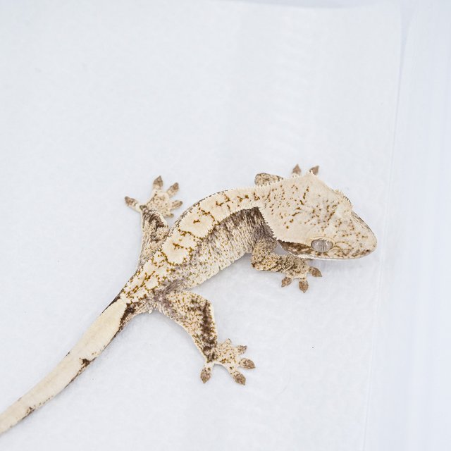 익스트림할리퀸