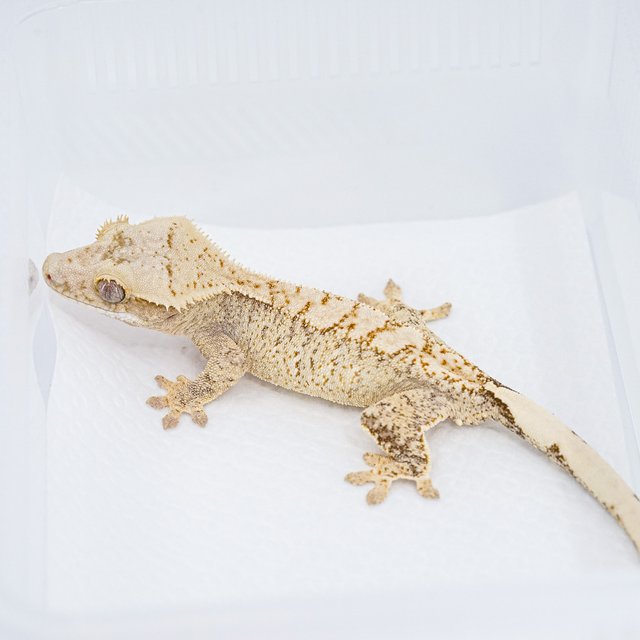 트라이 익스트림할리퀸