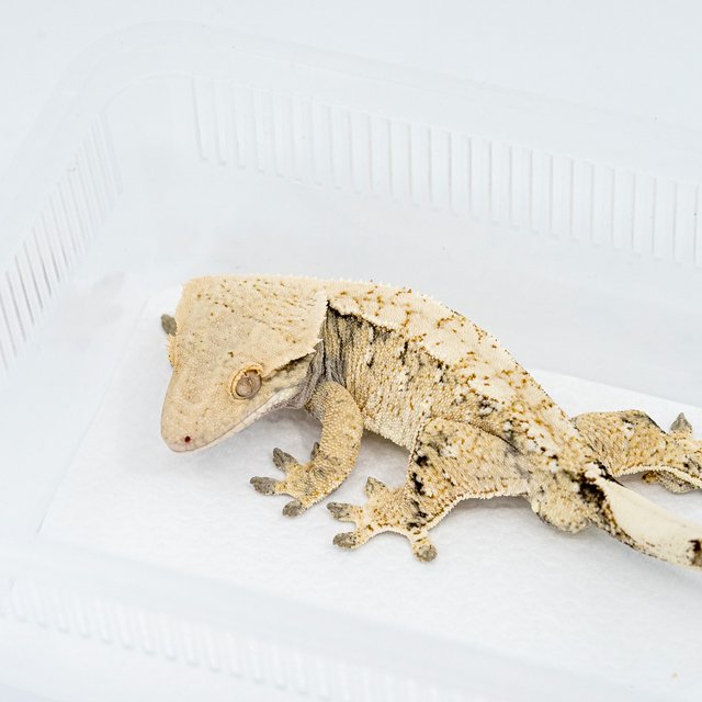 트라이 익스트림할리퀸