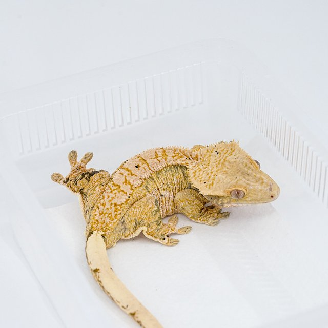 트라이 익스트림할리퀸