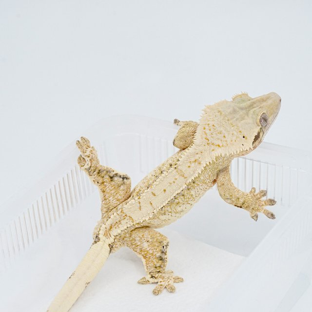 트라이 익스트림할리퀸