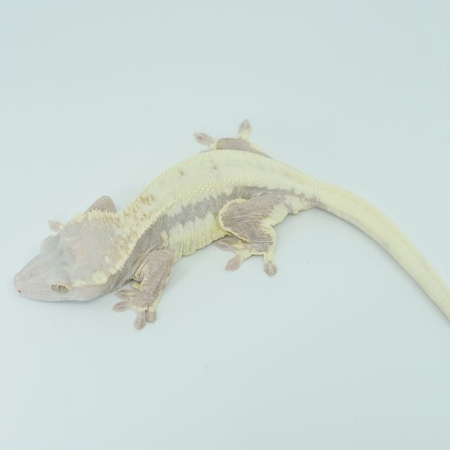 하이포 프라푸치노