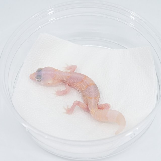 화이트아웃 아멜라니스틱 카라멜