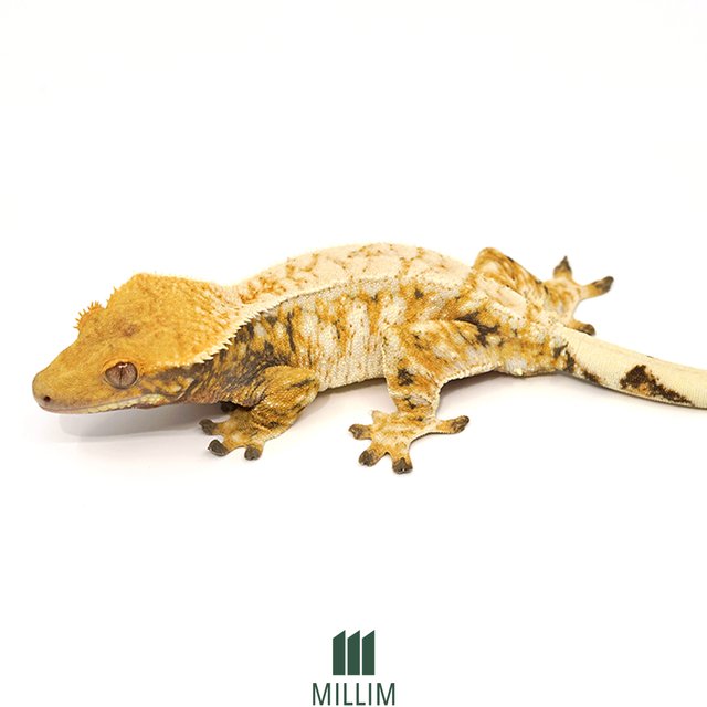 드리피 트라이 익스트림할리퀸