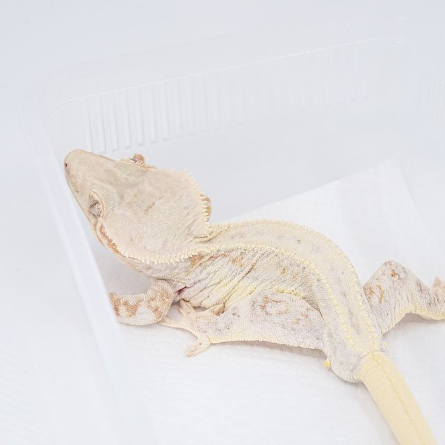 크림시클 릴리화이트