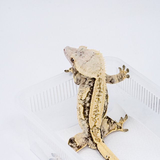 쿼드 핀스트라이프