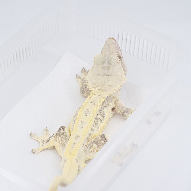 크림시클 릴리화이트