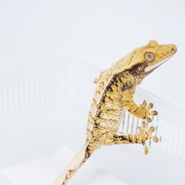 트라이 익스트림할리퀸