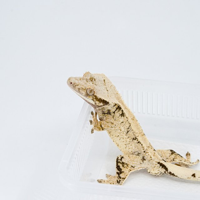 익스트림할리퀸