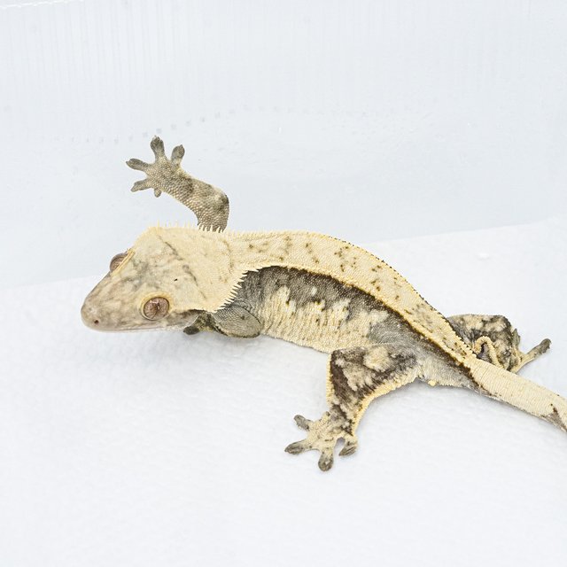 쿼드 핀스트라이프