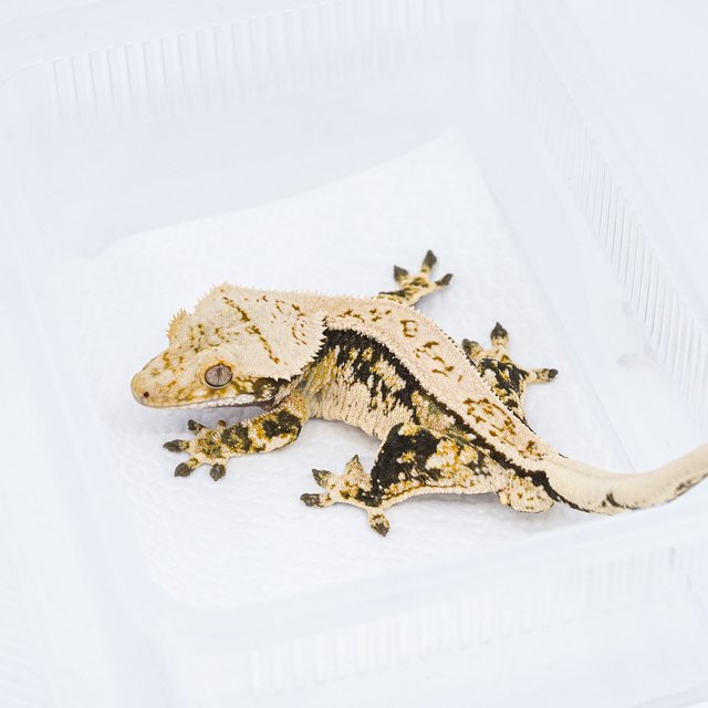 쿼드 핀스트라이프