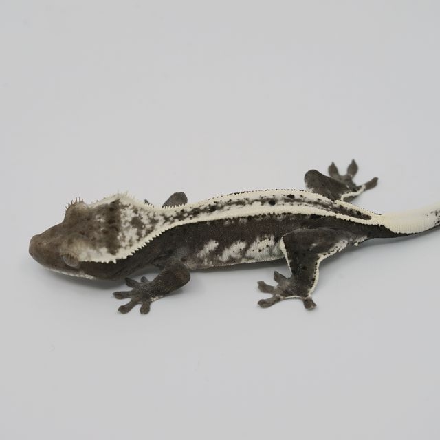 아잔틱