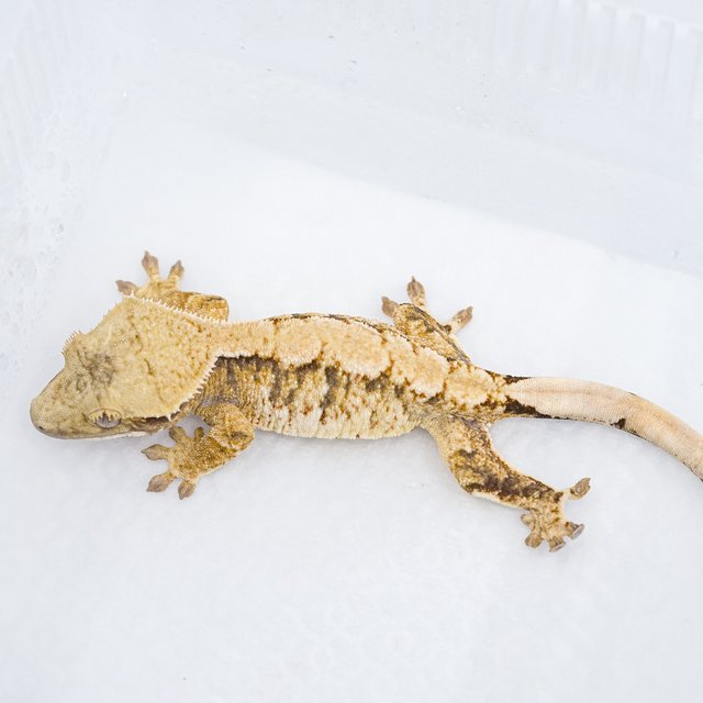 트라이 익스트림할리퀸