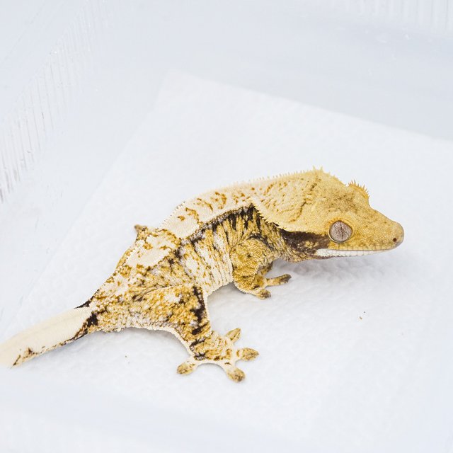 트라이 익스트림할리퀸