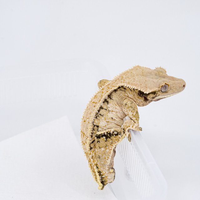 트라이 익스트림할리퀸