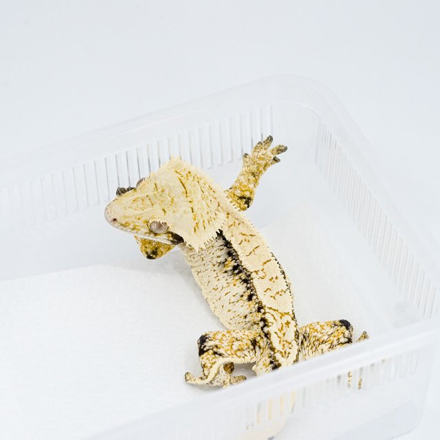 트라이 익스트림할리퀸