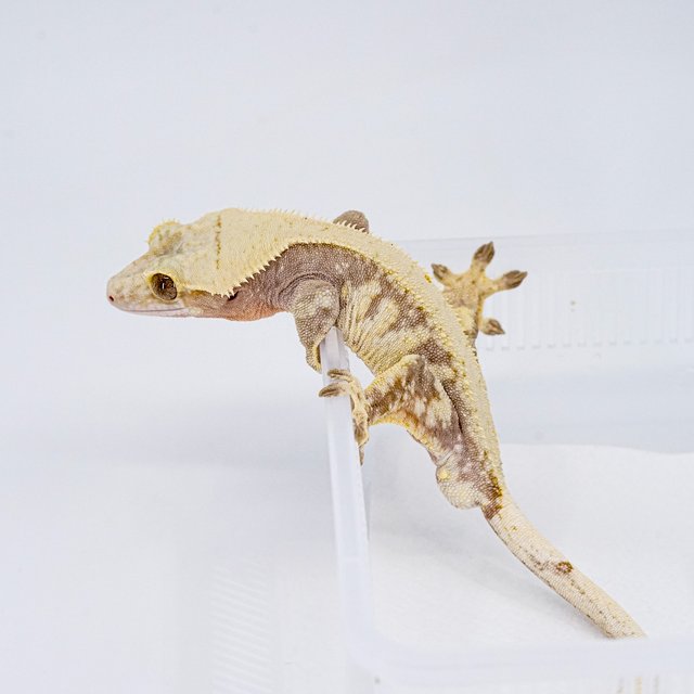 레드 화이트스팟