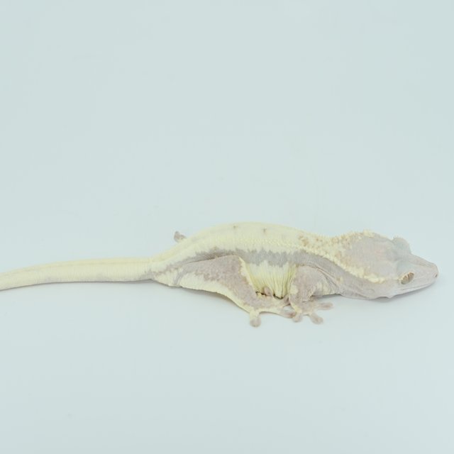 하이포 프라푸치노