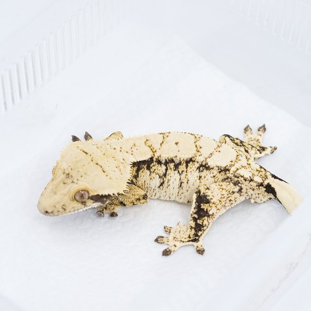 트라이 익스트림할리퀸