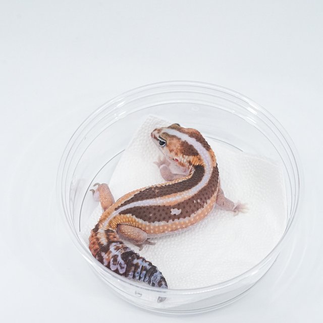 줄루 헷 고스트 헷 카라멜