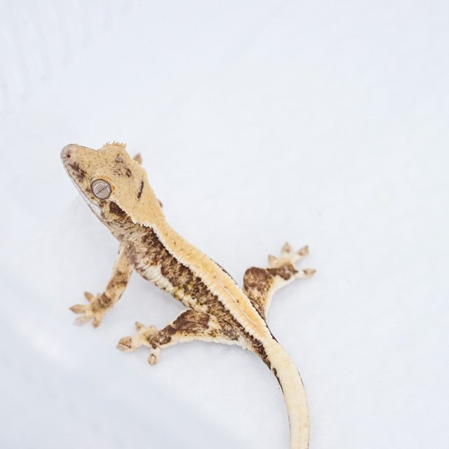 릴리100%헷아잔틱