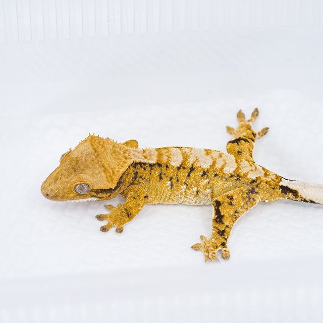 트라이 익스트림할리퀸