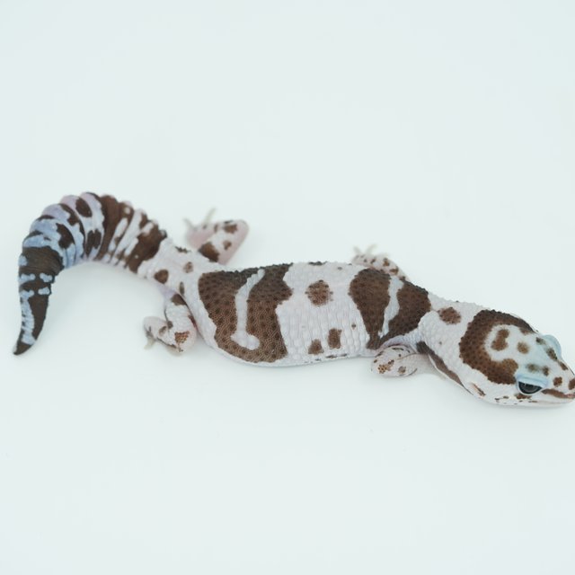 화이트아웃 오레오 헷 고스트 패턴리스