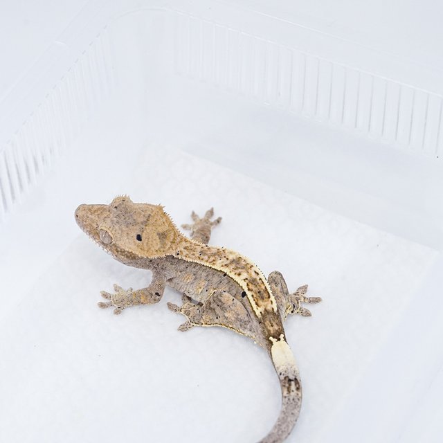 카푸치노 100%헷아잔틱