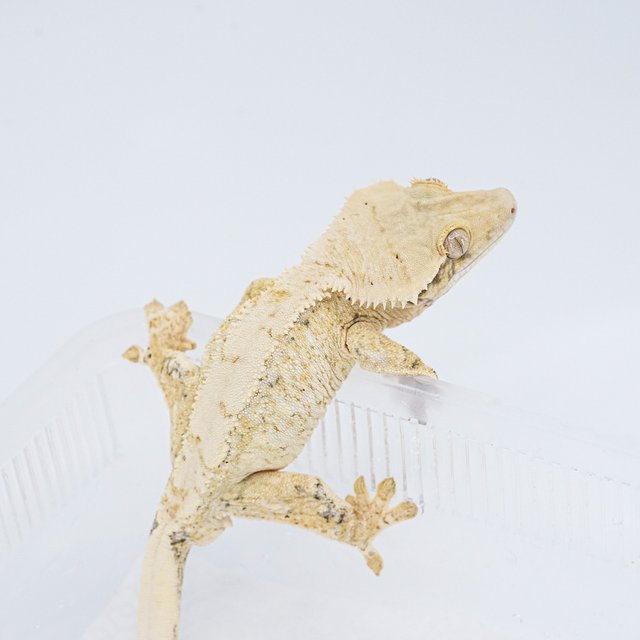 트라이 익스트림할리퀸