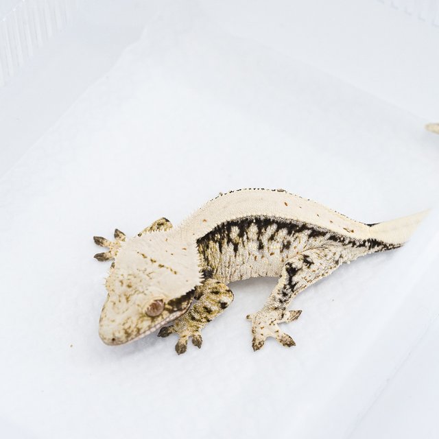 트라이 익스트림할리퀸