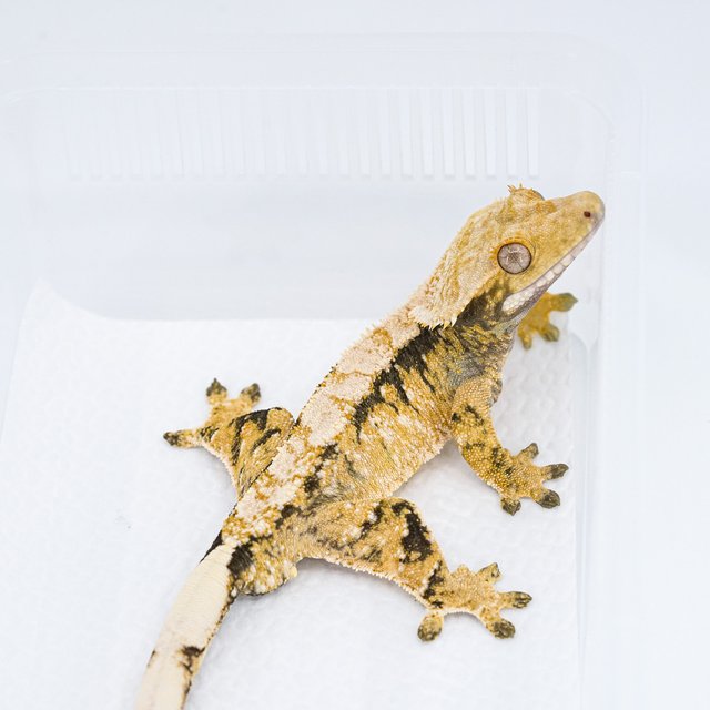 익스트림할리퀸