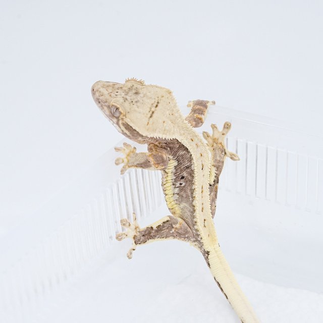 릴리100%헷아잔틱