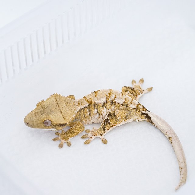 트라이 익스트림할리퀸