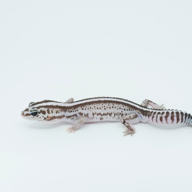 슈퍼 제로 오레오