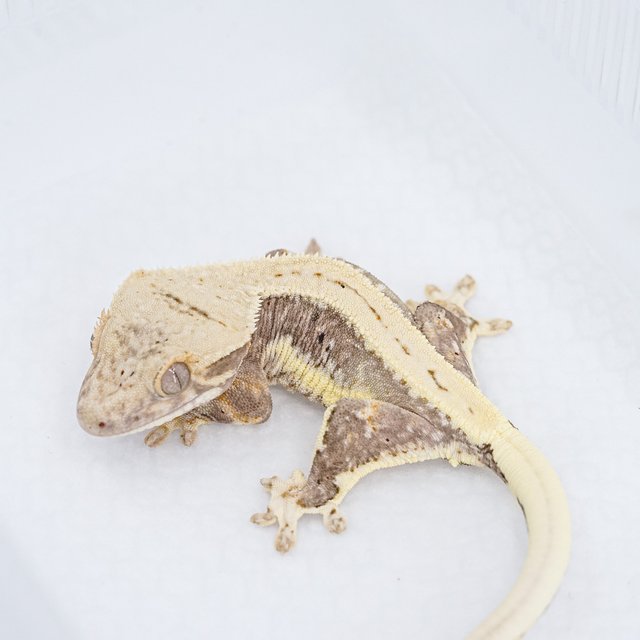 릴리100%헷아잔틱